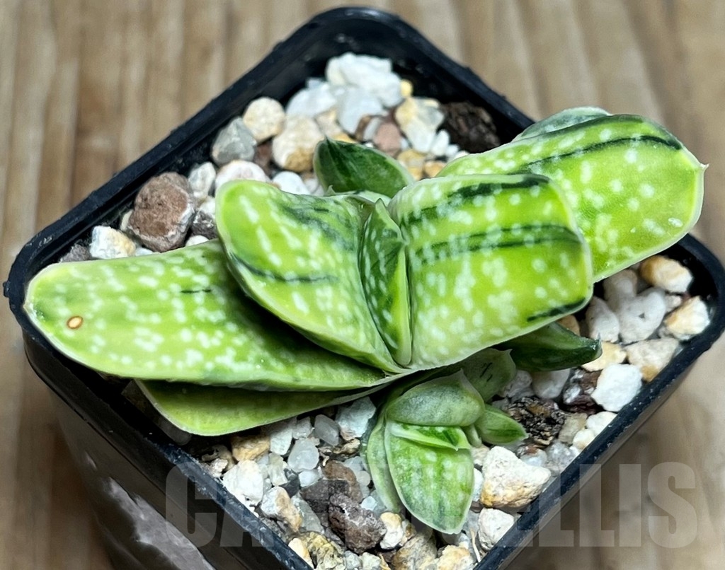 SHPR17267 Gasteria obtusa f. variegata - Image 2