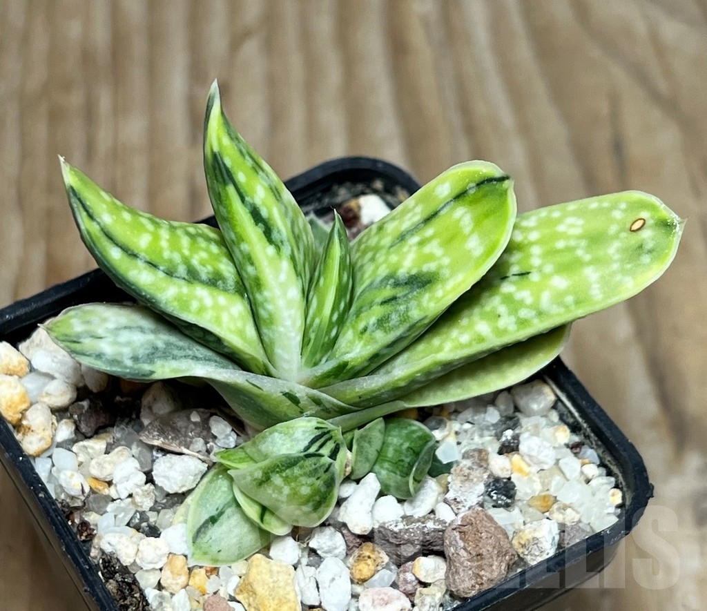 SHPR17267 Gasteria obtusa f. variegata