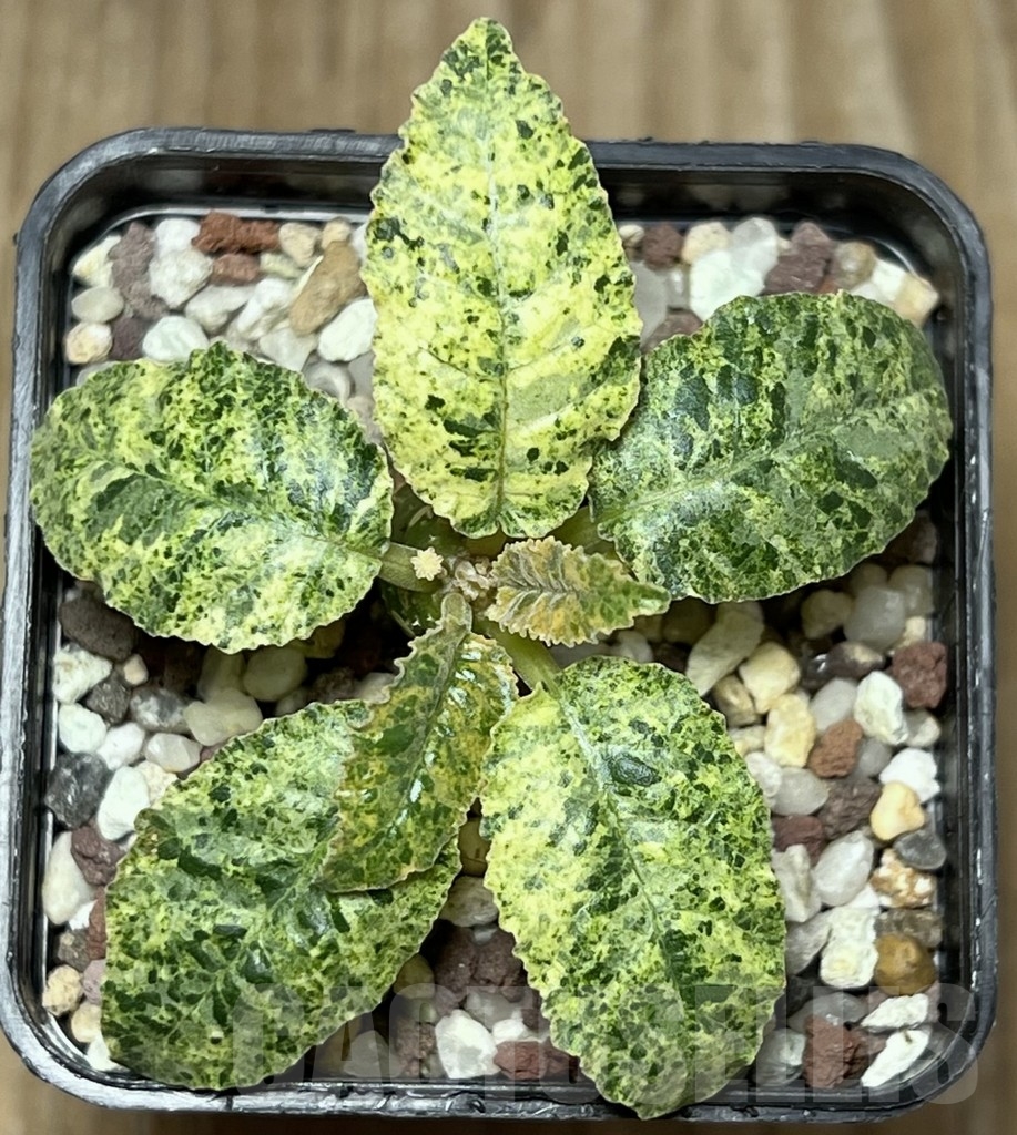 SHPR17272 Dorstenia hybrid f. variegata - Image 2