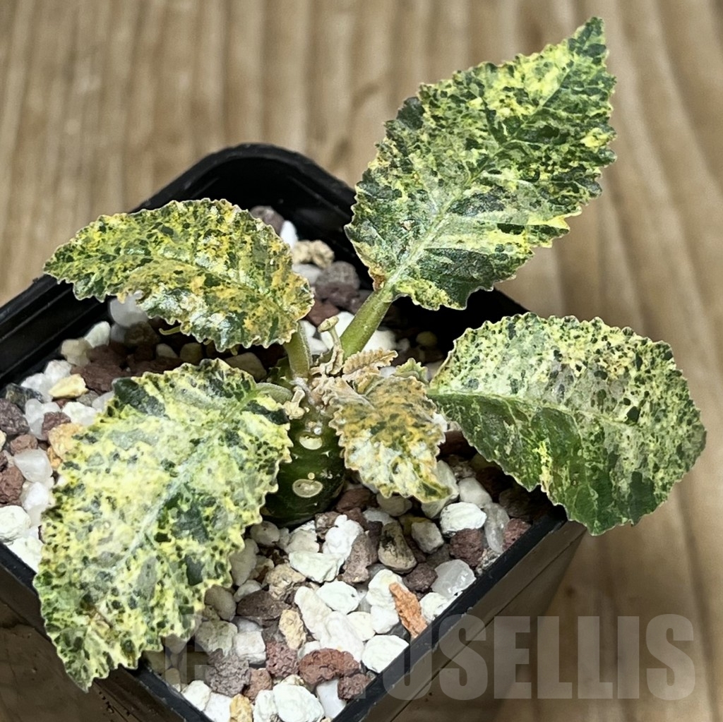 SHPR17273 Dorstenia hybrid f. variegata