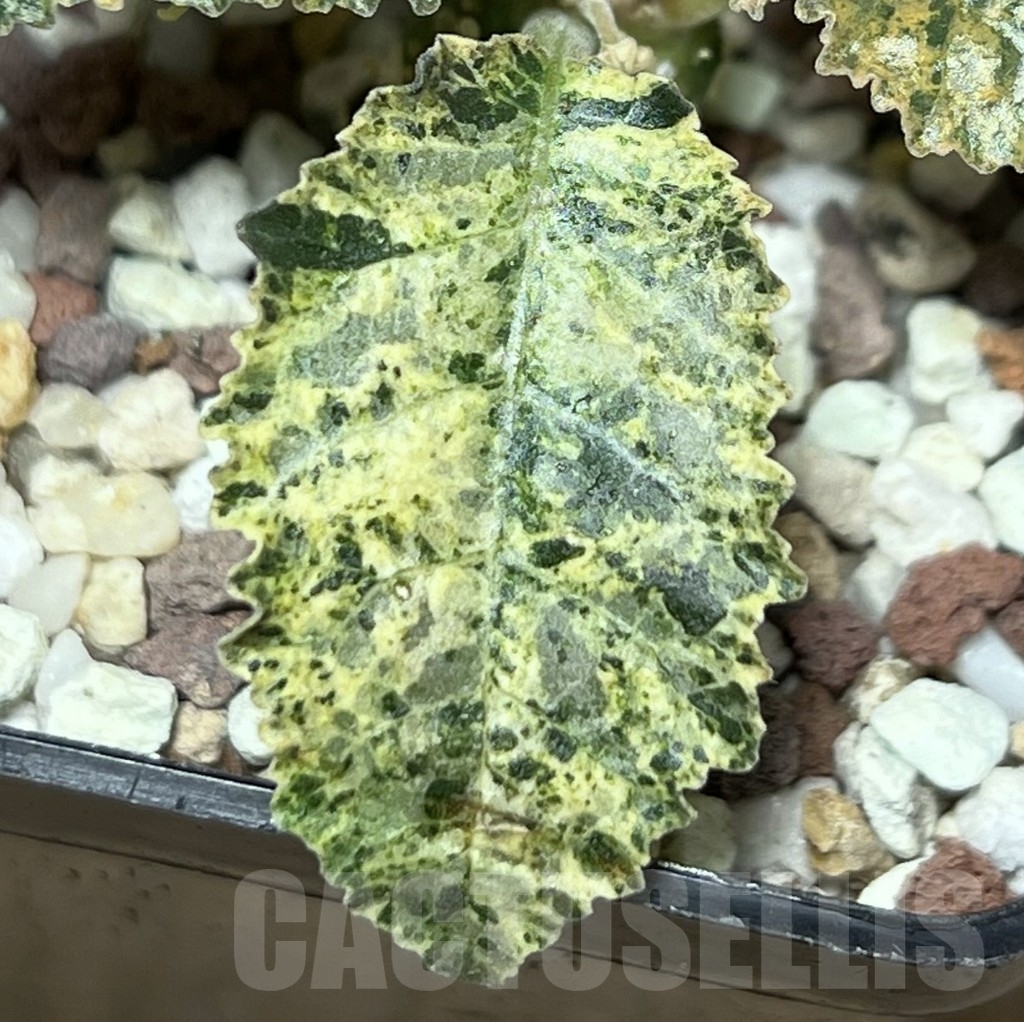 SHPR17273 Dorstenia hybrid f. variegata – Image 3