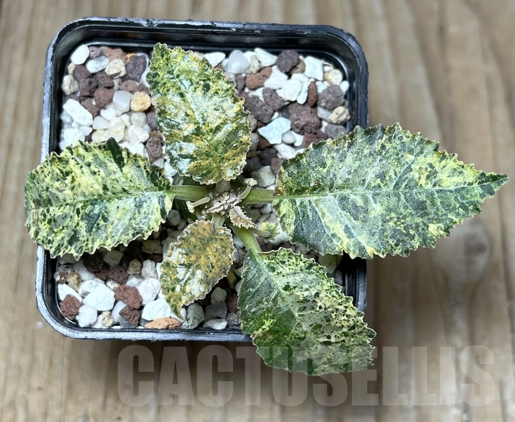 SHPR17273 Dorstenia hybrid f. variegata – Image 2