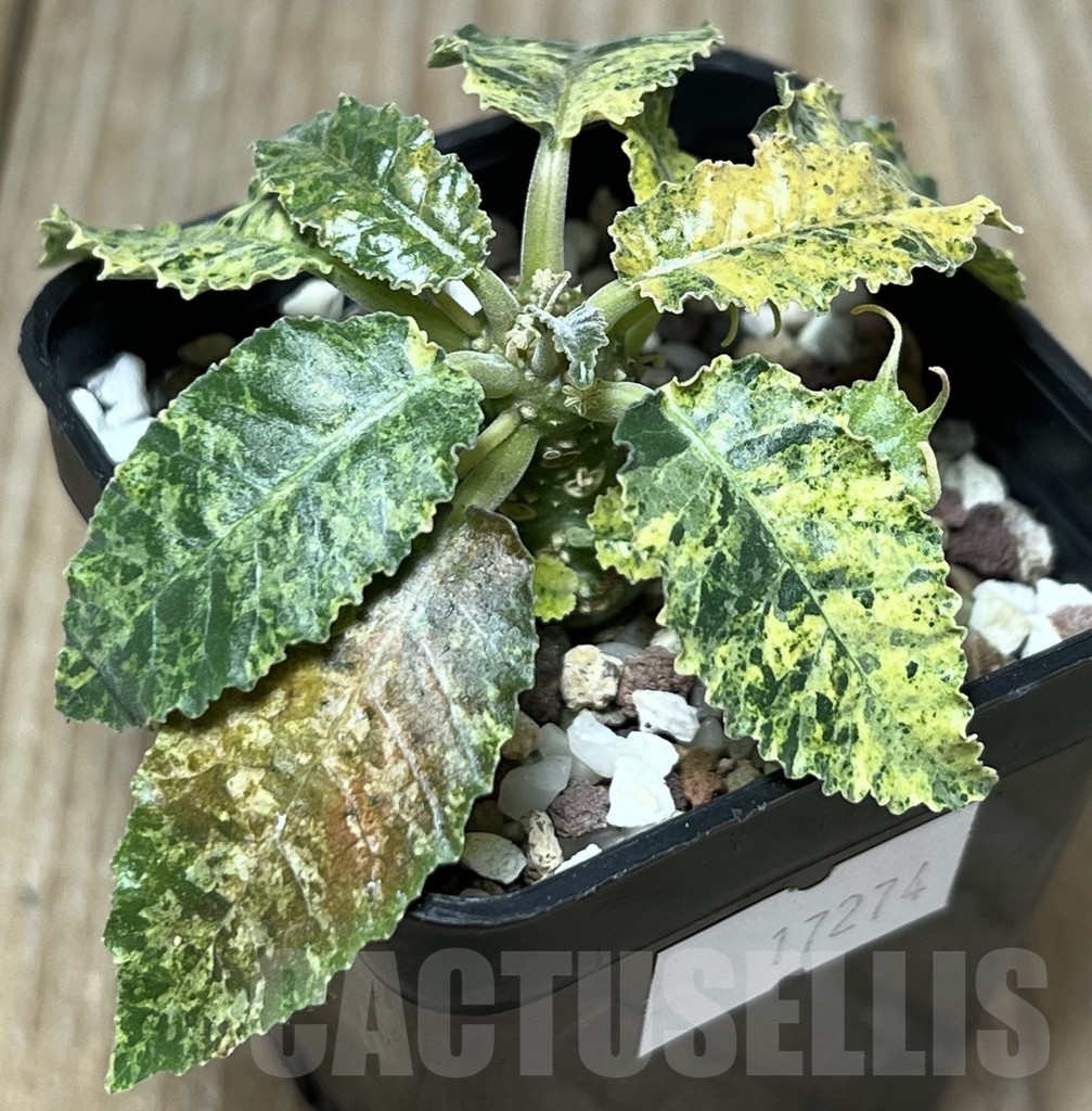 SHPR17274 Dorstenia hybrid f. variegata
