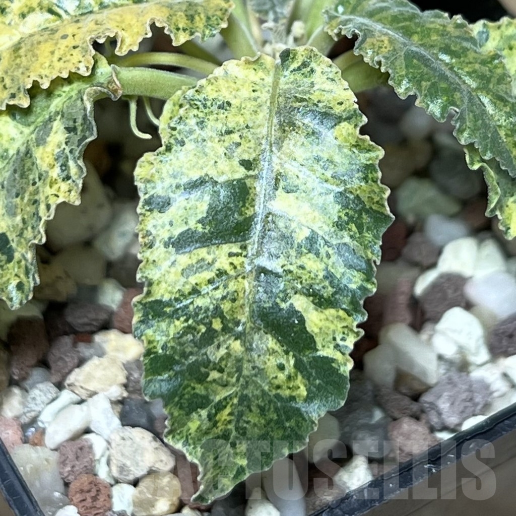 SHPR17274 Dorstenia hybrid f. variegata - Image 2