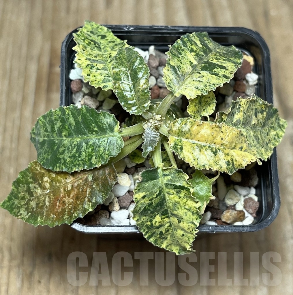 SHPR17274 Dorstenia hybrid f. variegata - Image 3