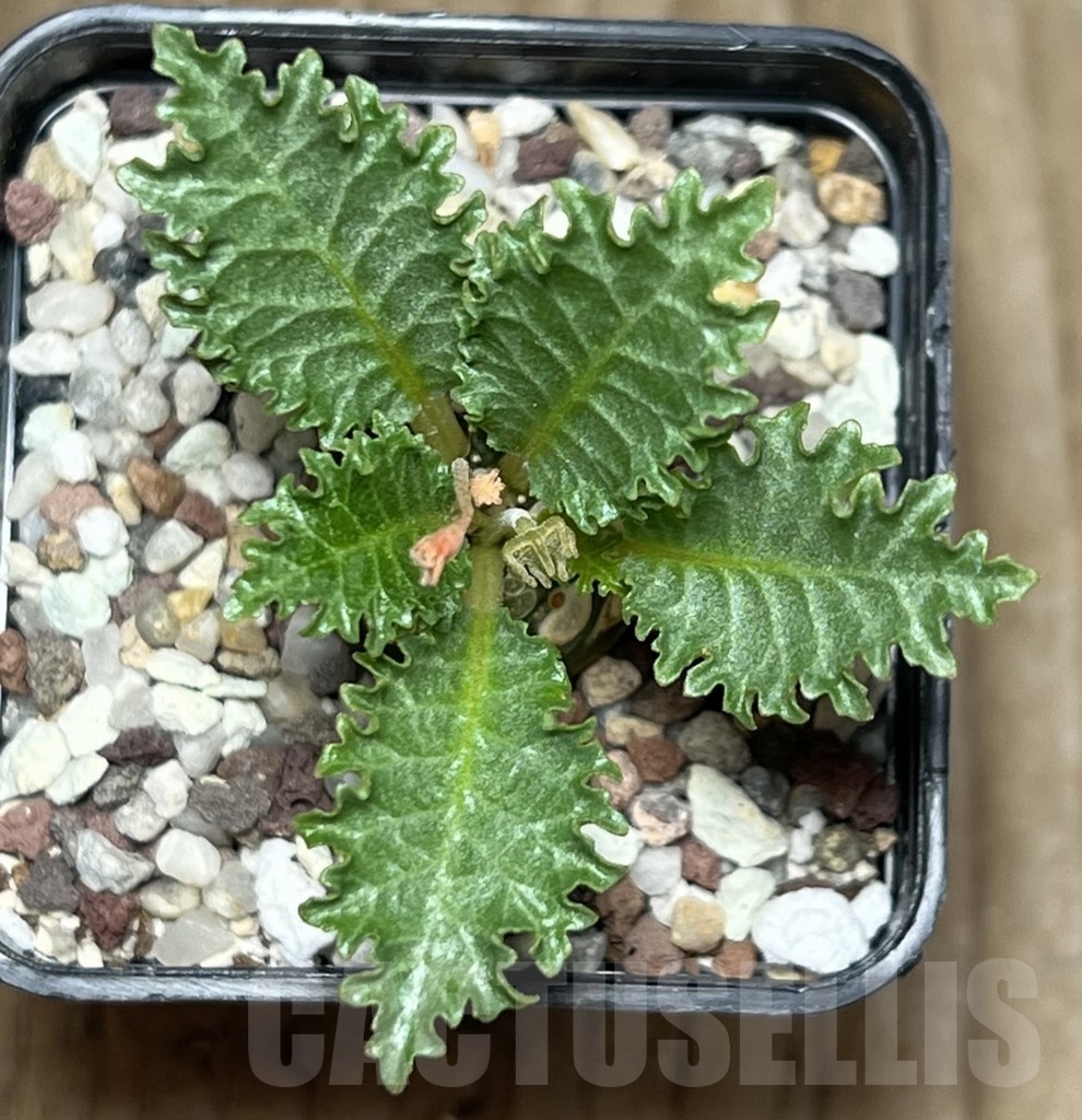 SHPR17276 Dorstenia horwoodii - Image 2