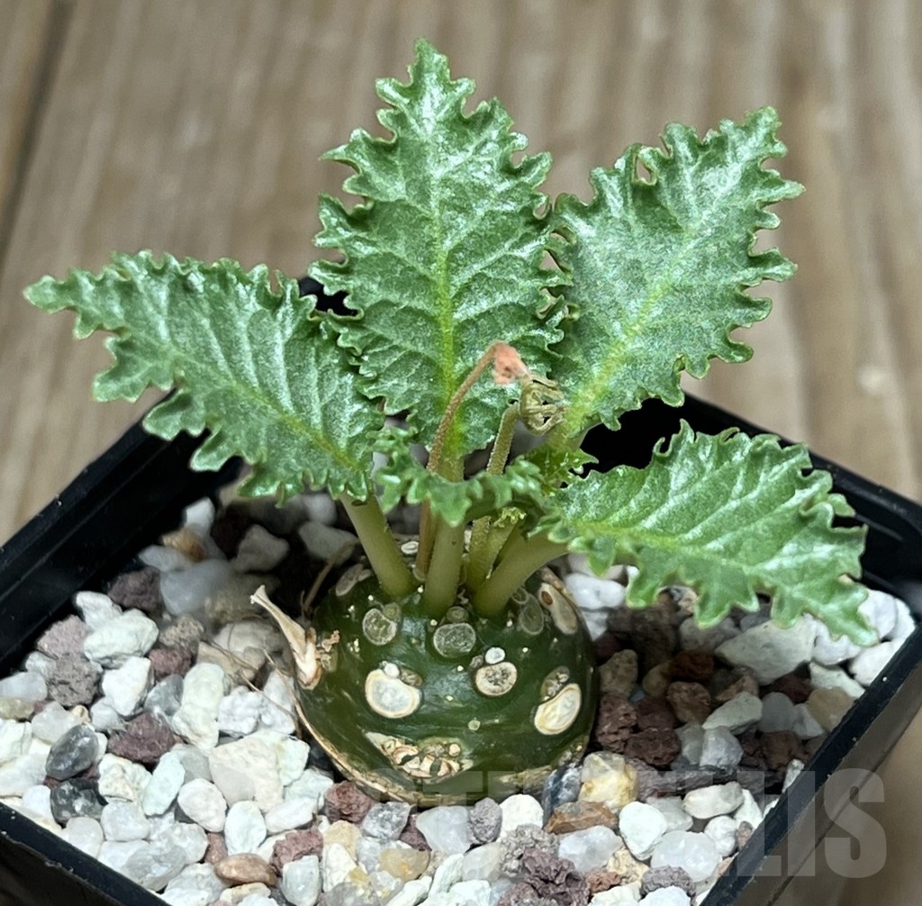 SHPR17276 Dorstenia horwoodii