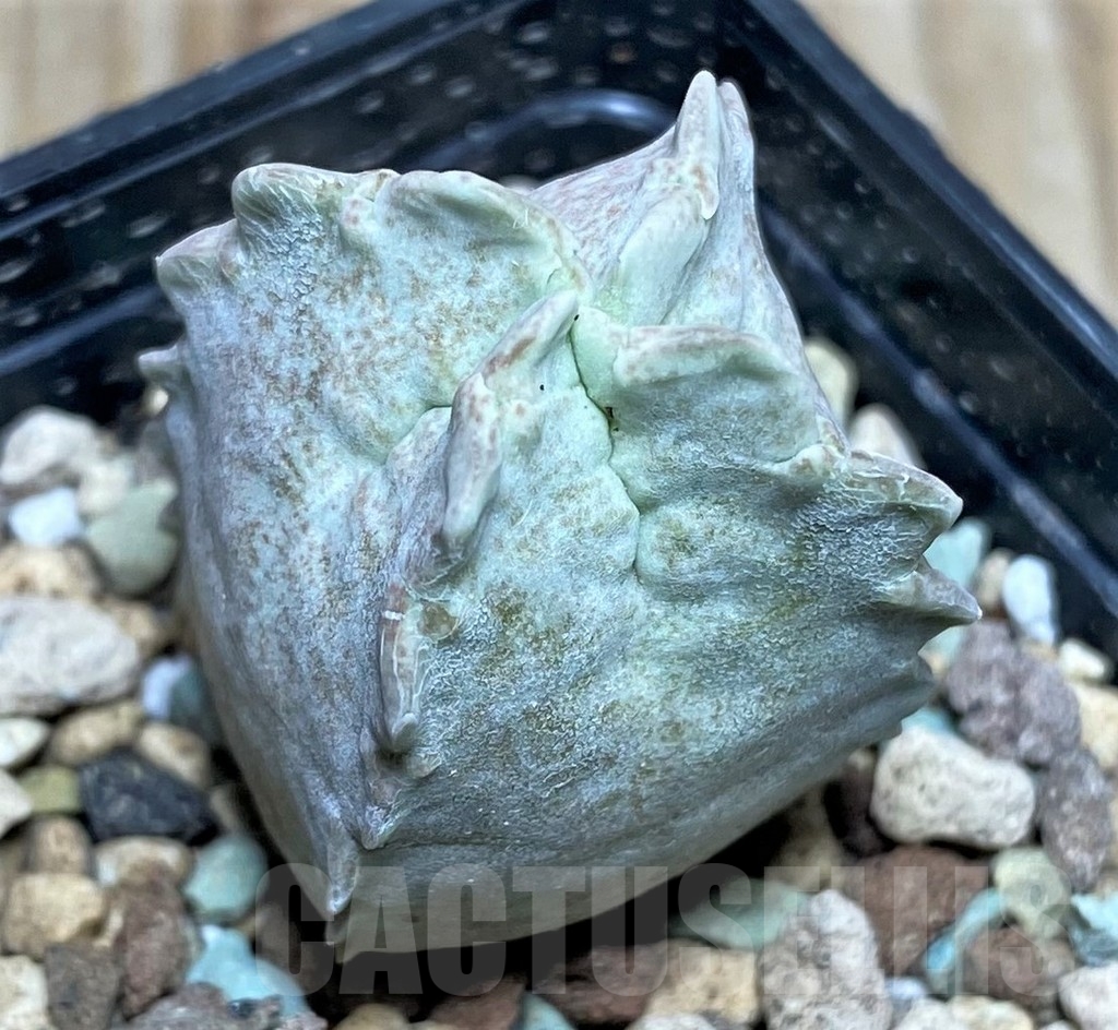 SHPR17147 Whitesloanea crassa