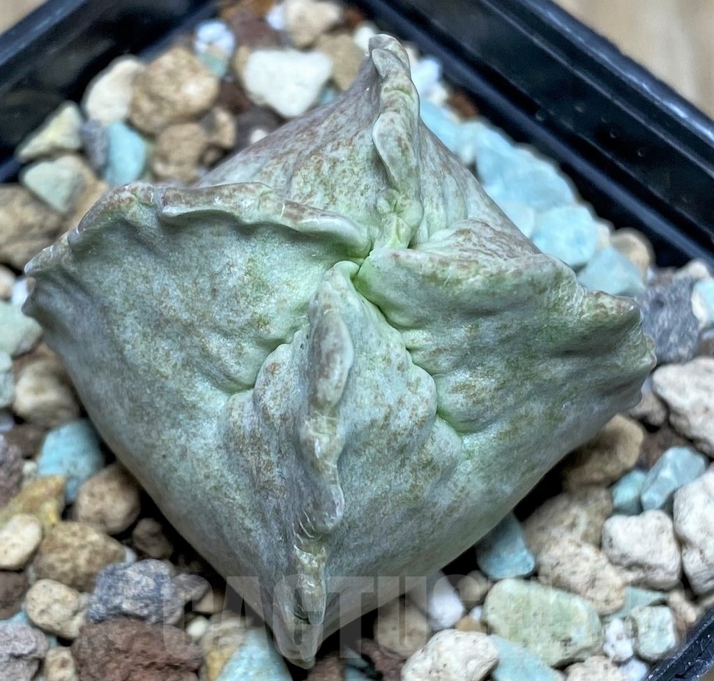 SHPR17150 Whitesloanea crassa