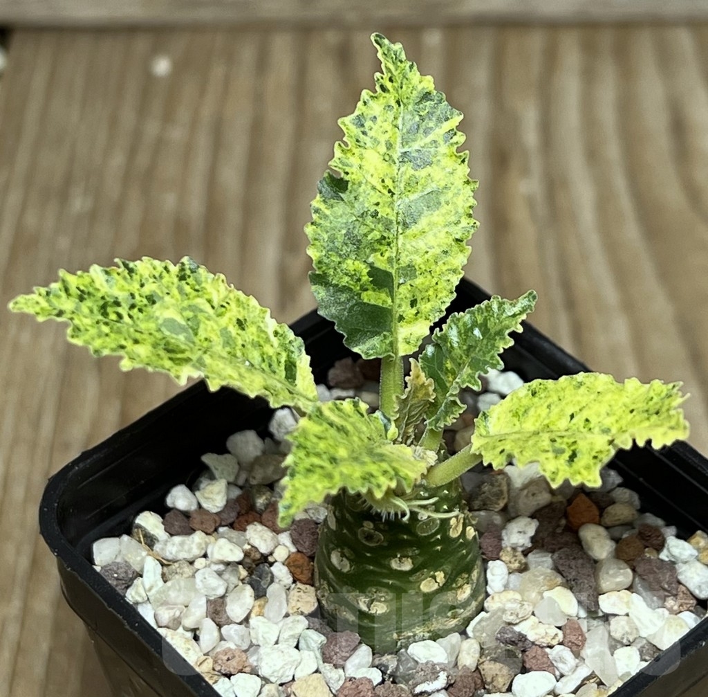 SHPR17279 Dorstenia hybrid f. variegata