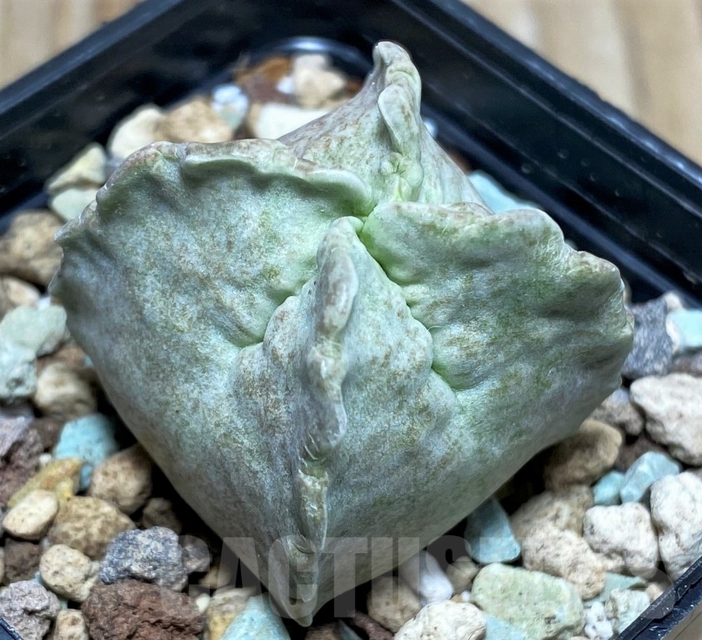 SHPR17150 Whitesloanea crassa - Image 2