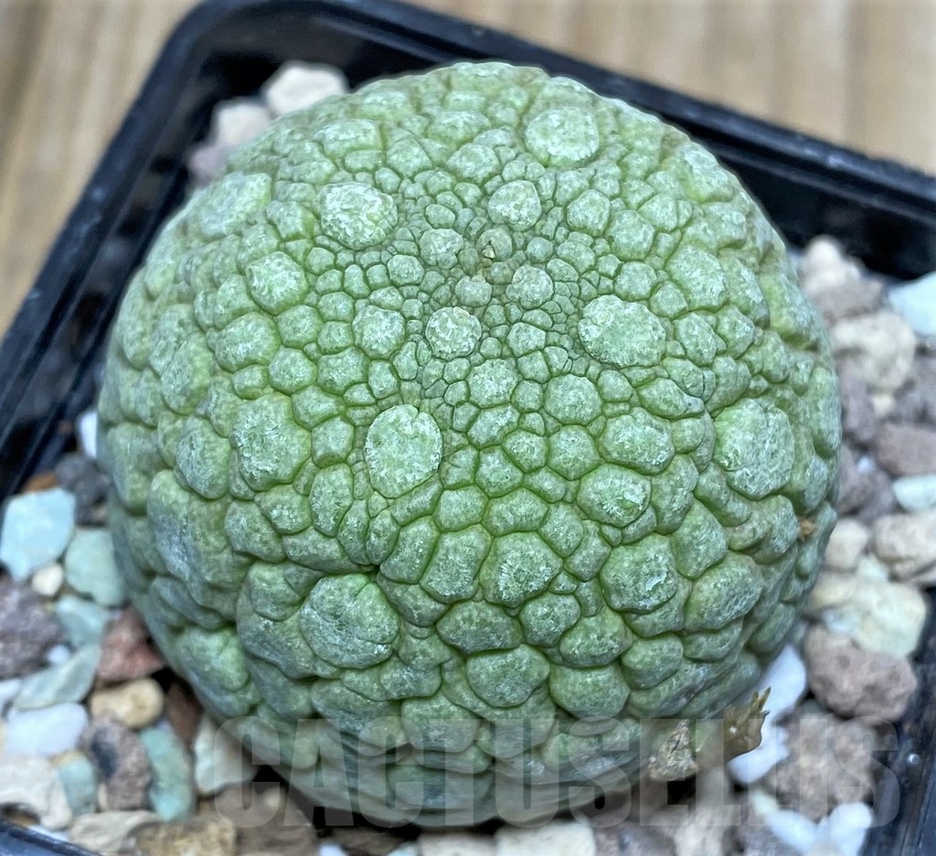 SHPR17151 Pseudolithos migiurtinus