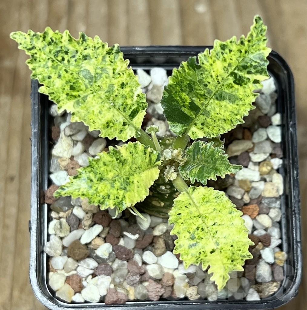 SHPR17279 Dorstenia hybrid f. variegata - Image 2