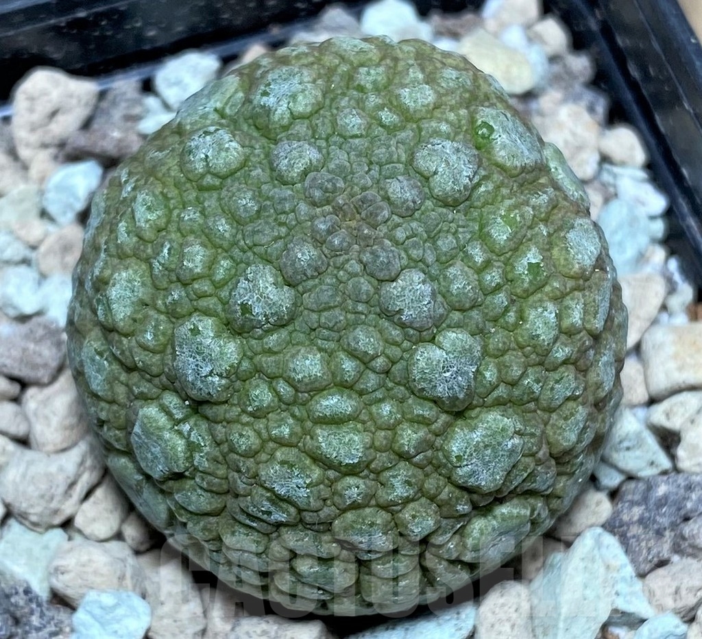 SHPR17152 Pseudolithos migiurtinus