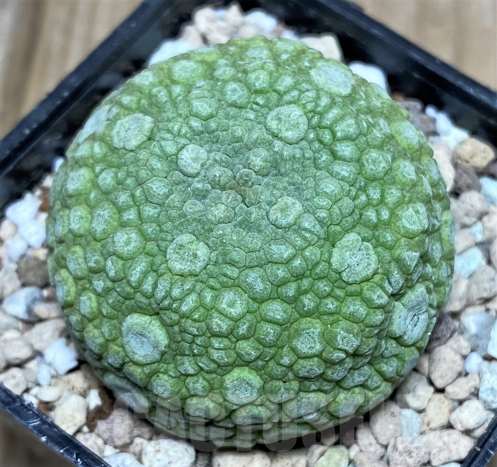 SHPR17153 Pseudolithos migiurtinus
