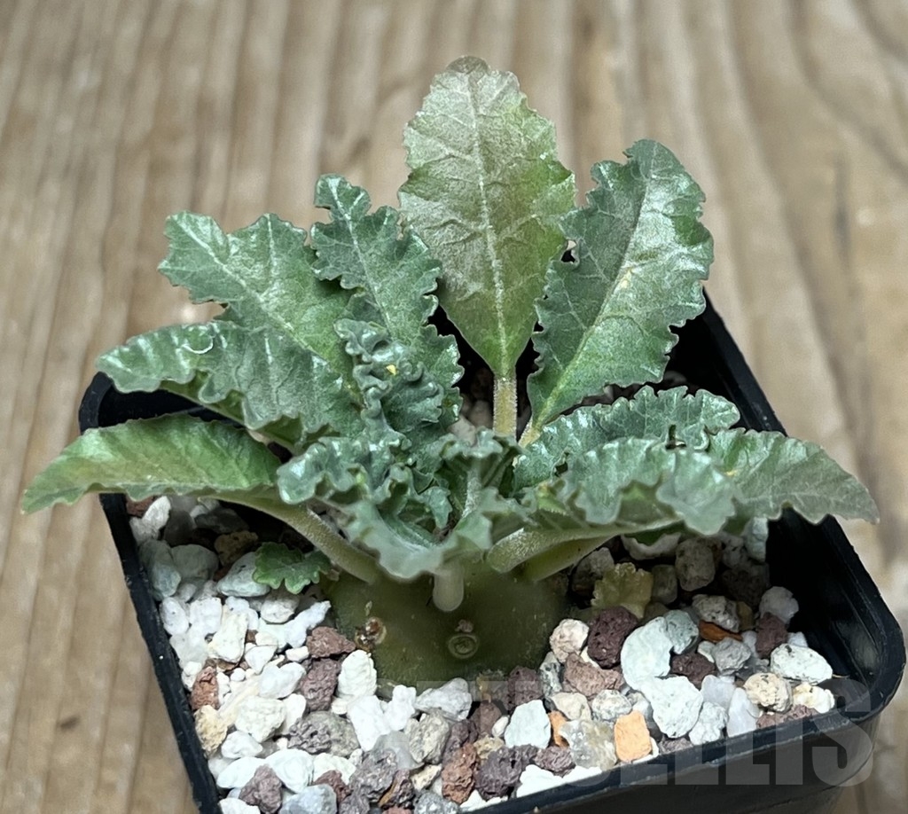 SHPR17281 Dorstenia lavrani