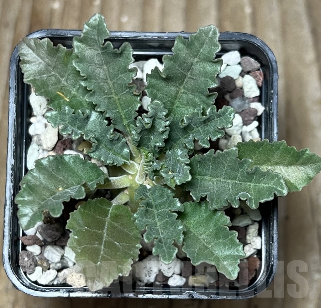 SHPR17281 Dorstenia lavrani - Obrázek 2