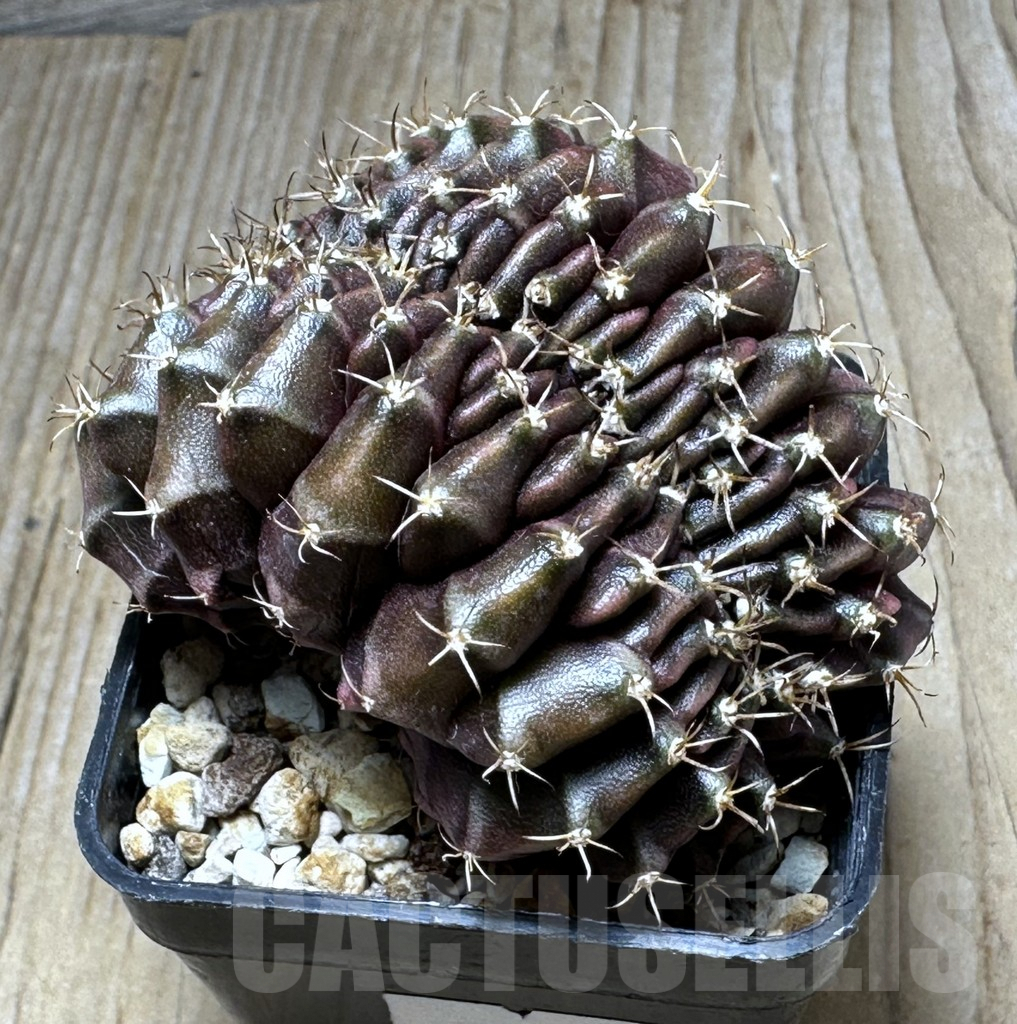 SHPR17812 Gymnocalycium damsii f. cristata