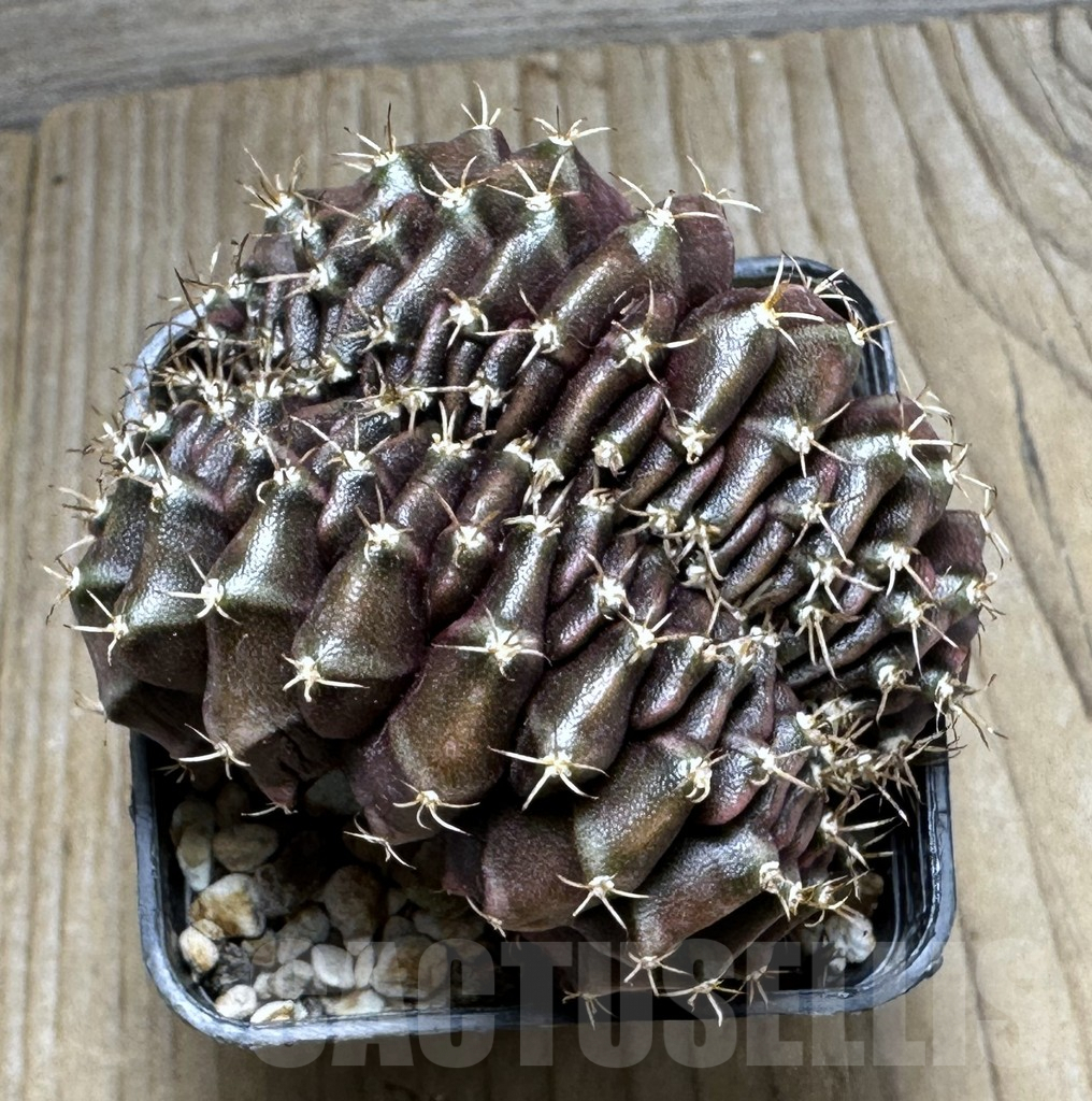 SHPR17812 Gymnocalycium damsii f. cristata - Obrázek 2