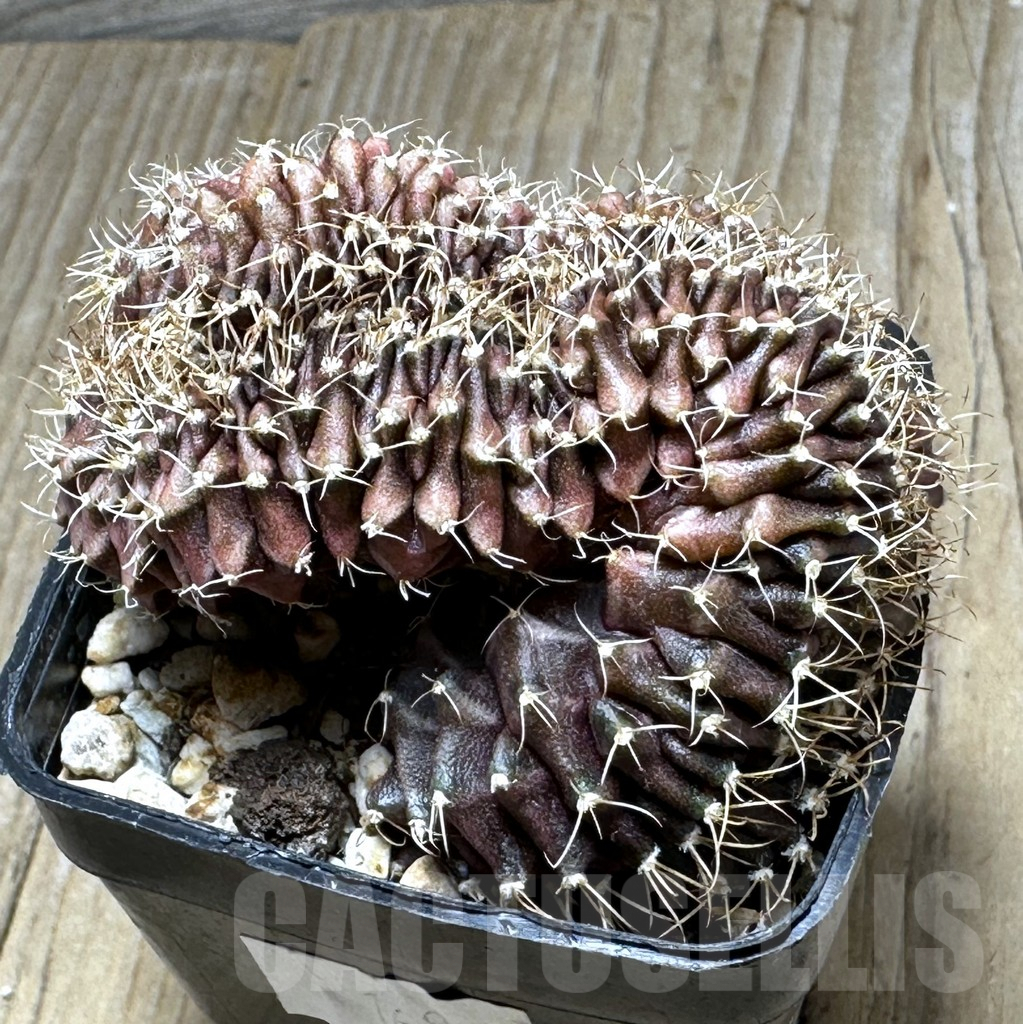SHPR16967 Gymnocalycium mihanovichii f. cristata