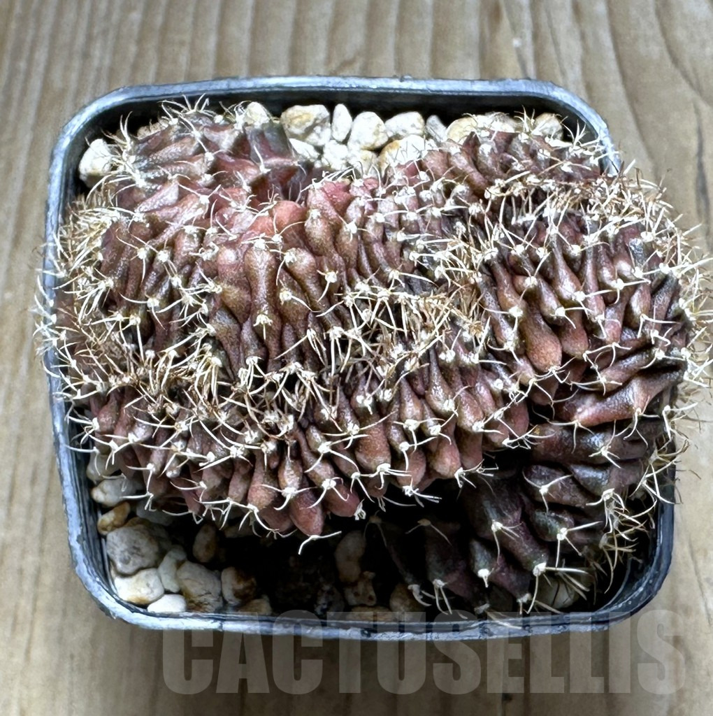 SHPR16967 Gymnocalycium mihanovichii f. cristata - Obrázek 2