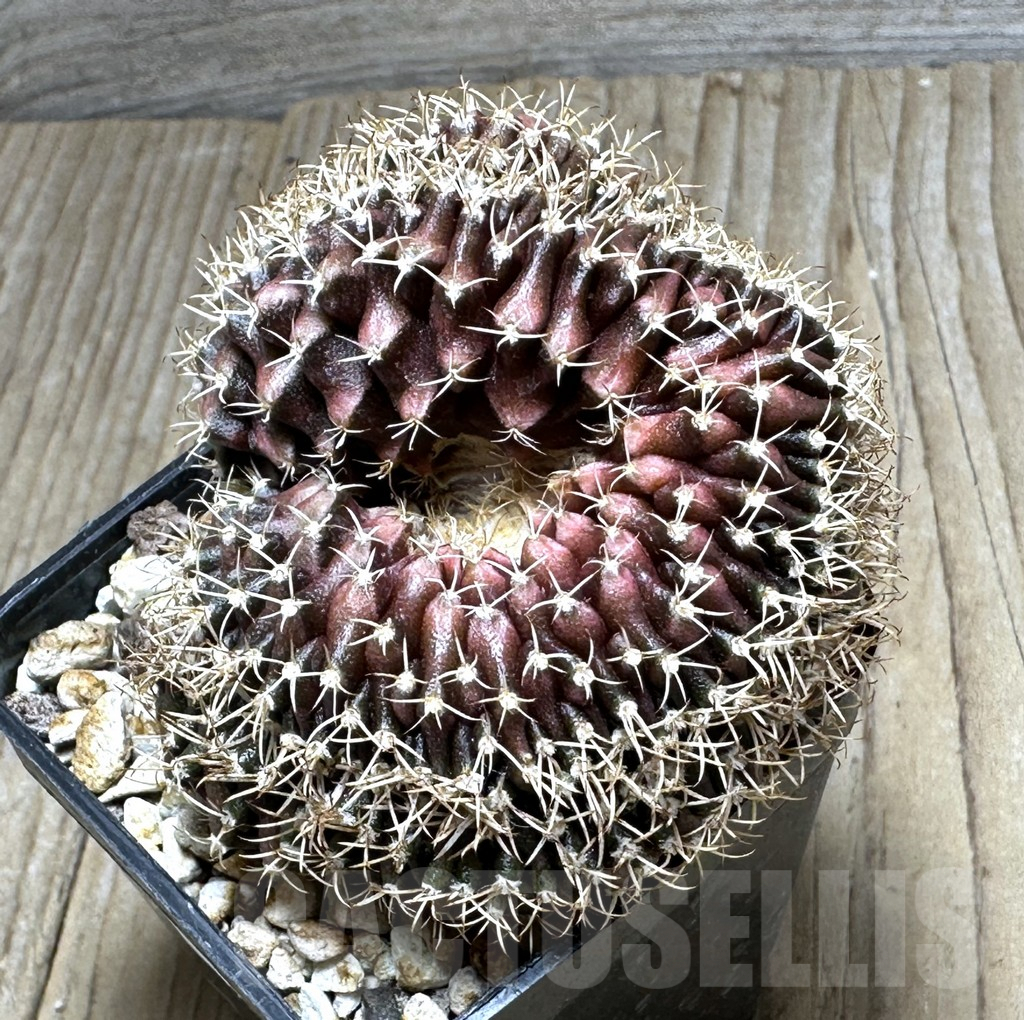 SHPR16935 Gymnocalycium mihanovichii f. cristata