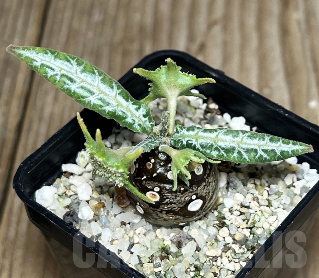 SHPR17284 Dorstenia lancifolia