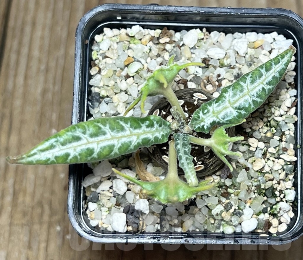 SHPR17284 Dorstenia lancifolia - immagine 2