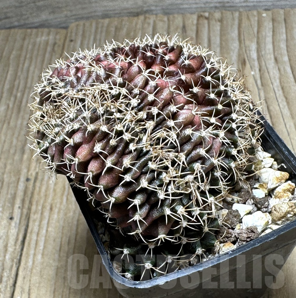 SHPR16935 Gymnocalycium mihanovichii f. cristata - Obrázek 2