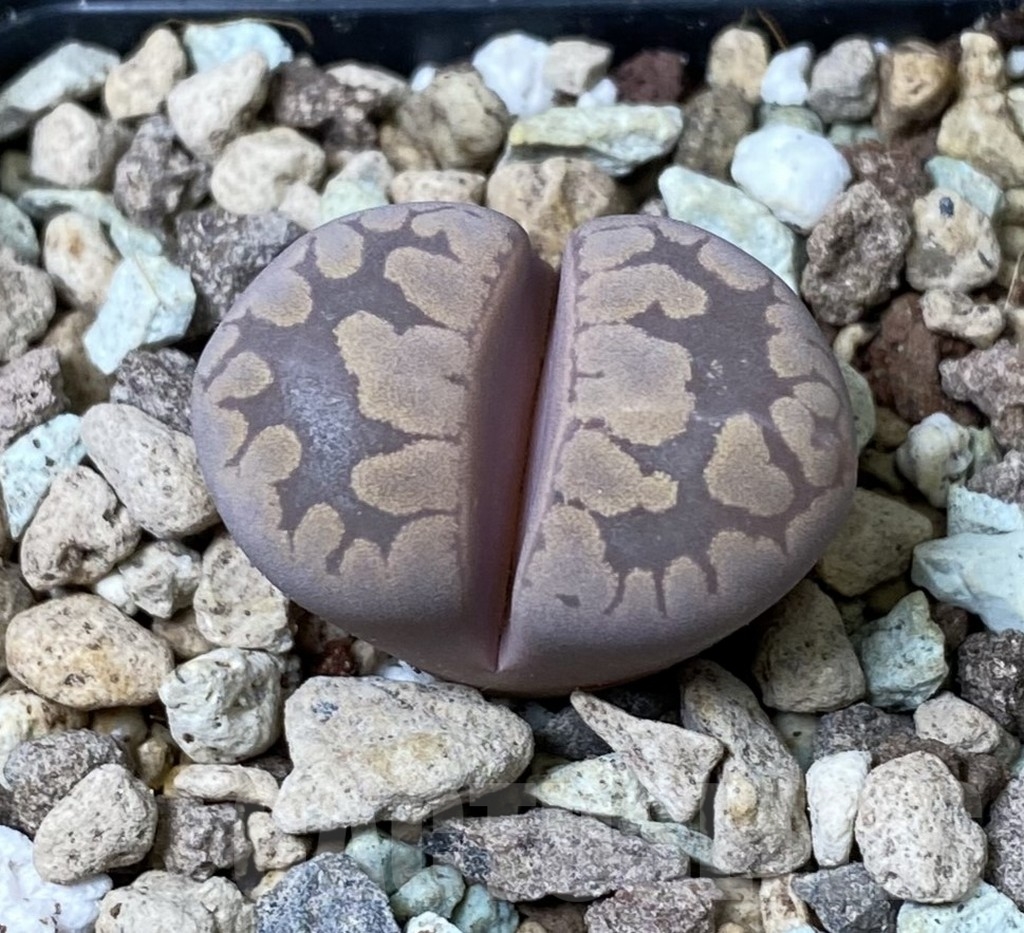 SHPR17268 Lithops otzeniana 'Cesky Granat'