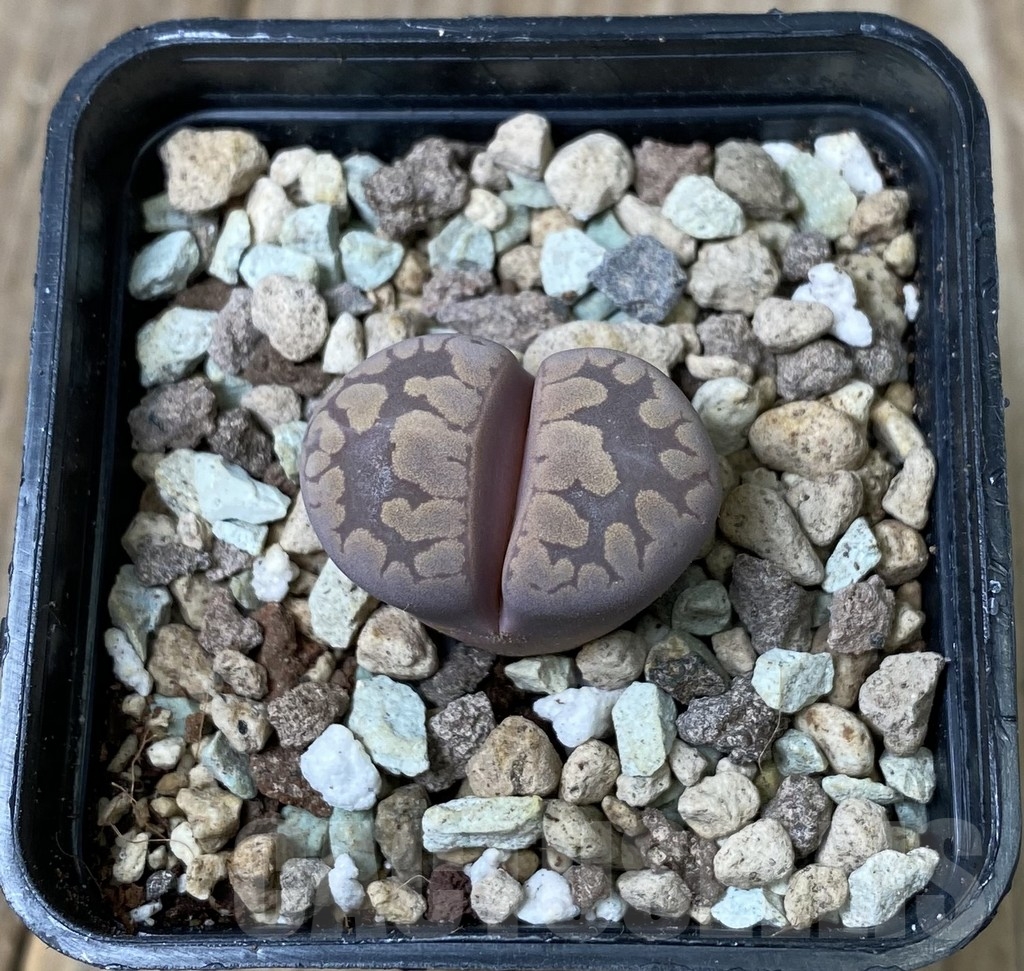 SHPR17268 Lithops otzeniana 'Cesky Granat' - 画像 (2)