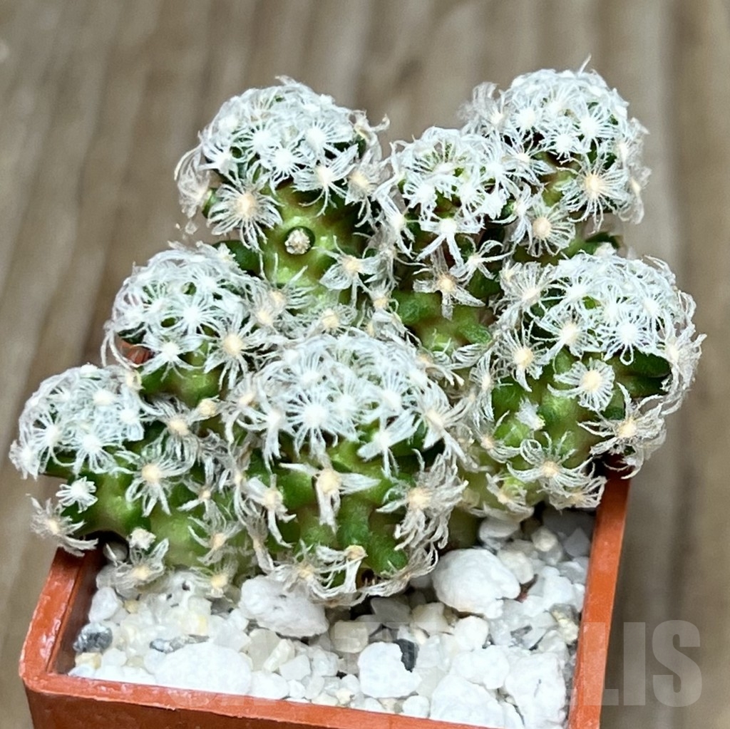 SHPR17286 Mammillaria theresae v. minor 'caespitosa'