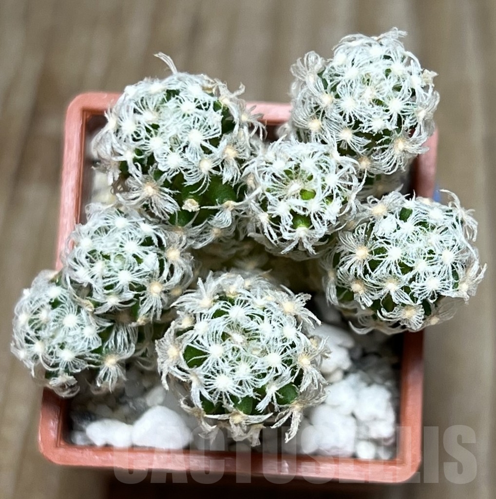 SHPR17286 Mammillaria theresae v. minor 'caespitosa' - Image 2