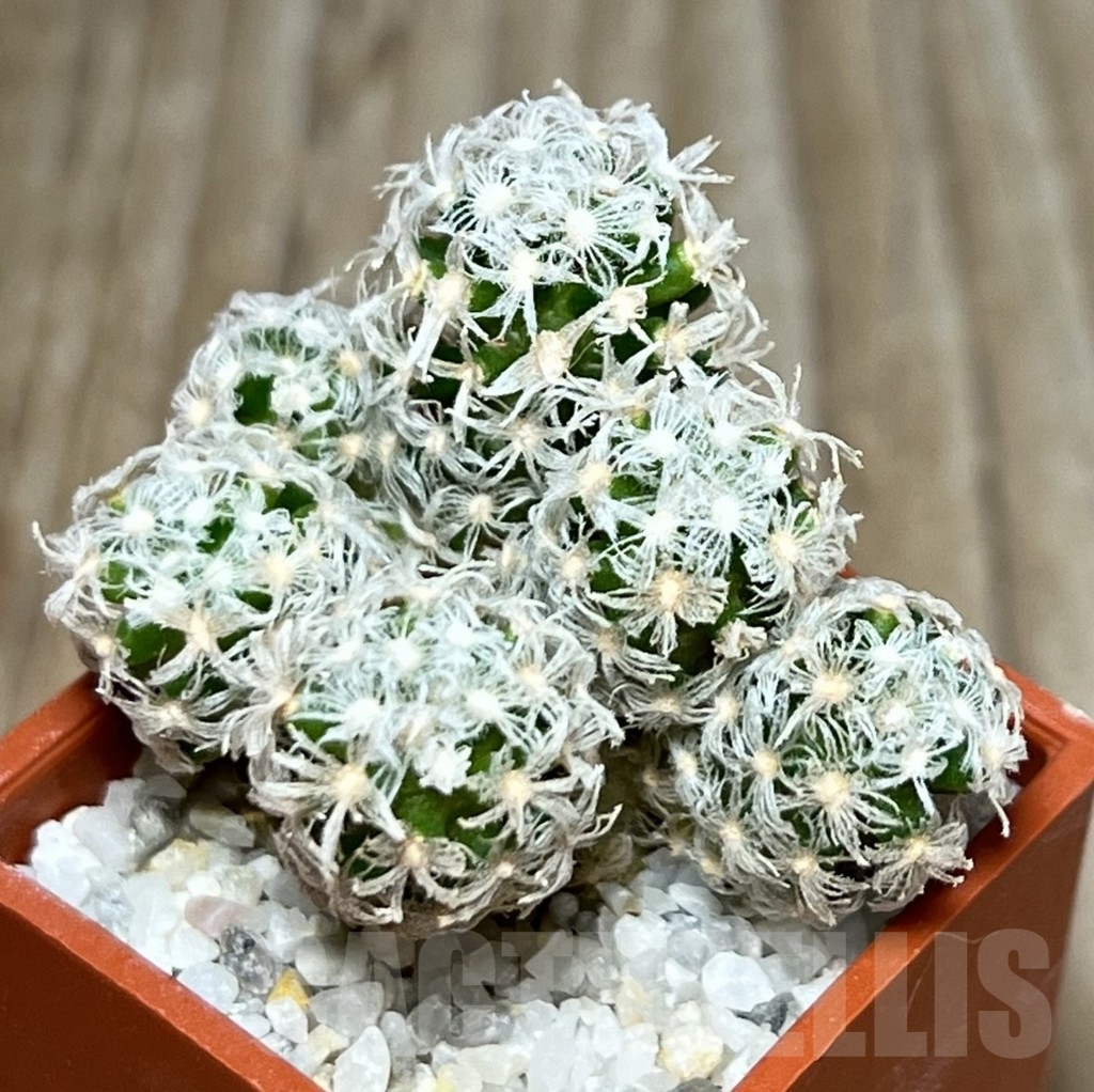 SHPR17287 Mammillaria theresae v. minor 'caespitosa'