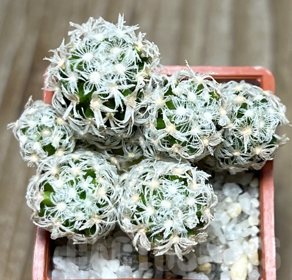 SHPR17287 Mammillaria theresae v. minor 'caespitosa' - Image 2