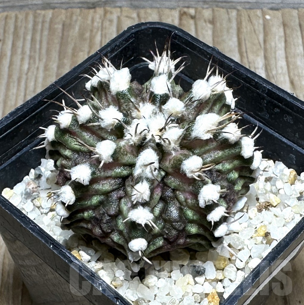 SHPR14759 Gymnocalycium mihanovichii 'T-rex'