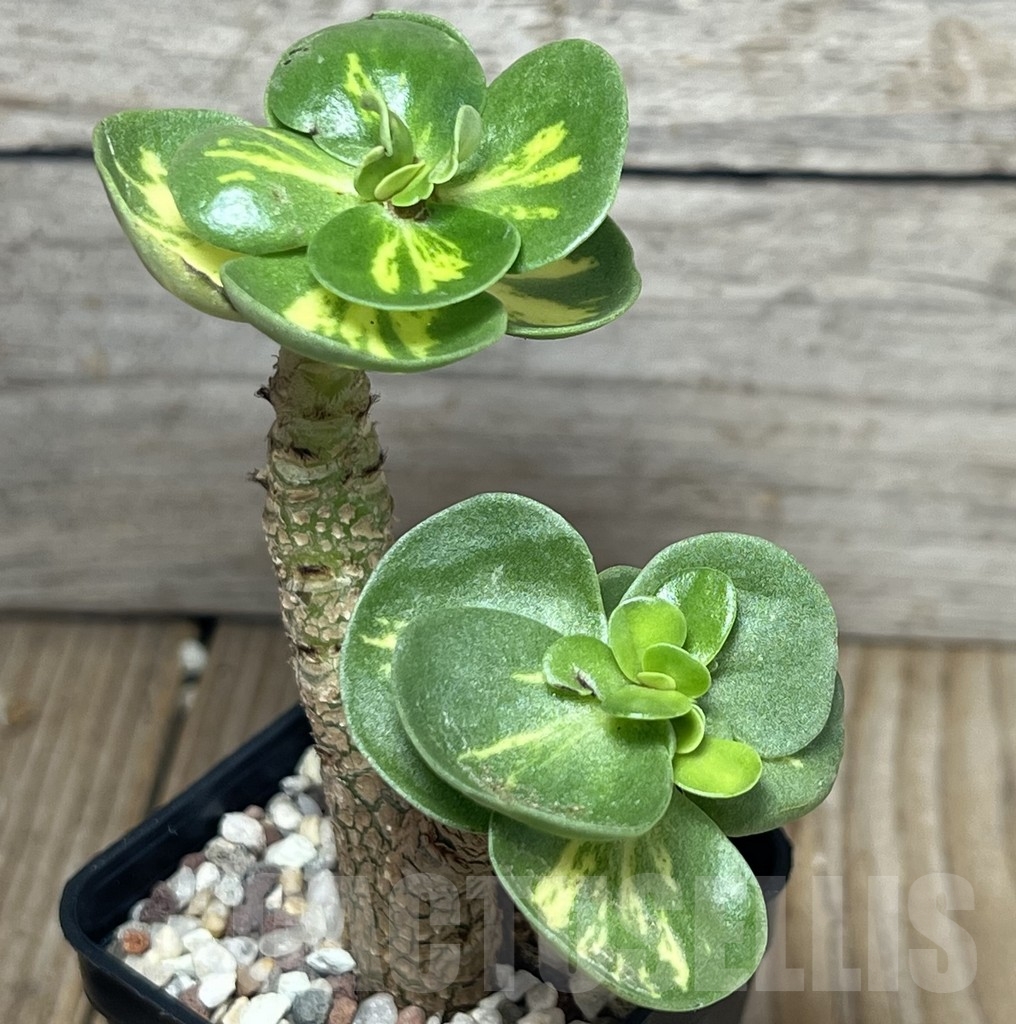 SHPR17289 Portulaca molokiniensis f. variegata