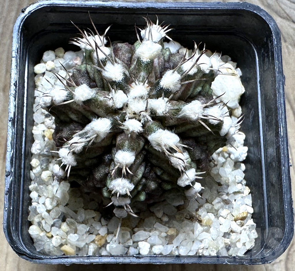 SHPR14759 Gymnocalycium mihanovichii 'T-rex' - immagine 2