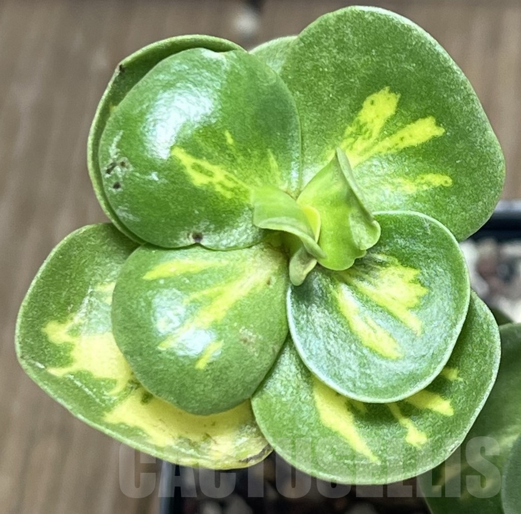 SHPR17289 Portulaca molokiniensis f. variegata - immagine 2