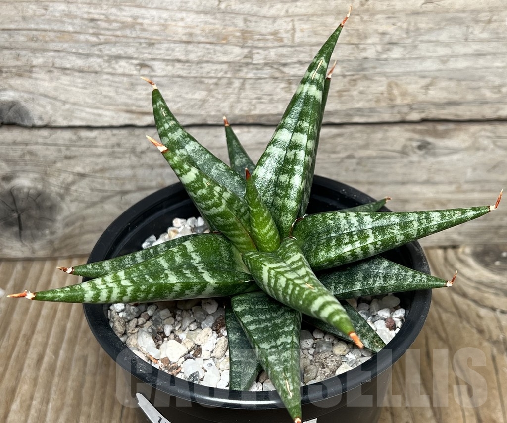 SHPR17292 Sansevieria 'Cordova' x 'Downsii'