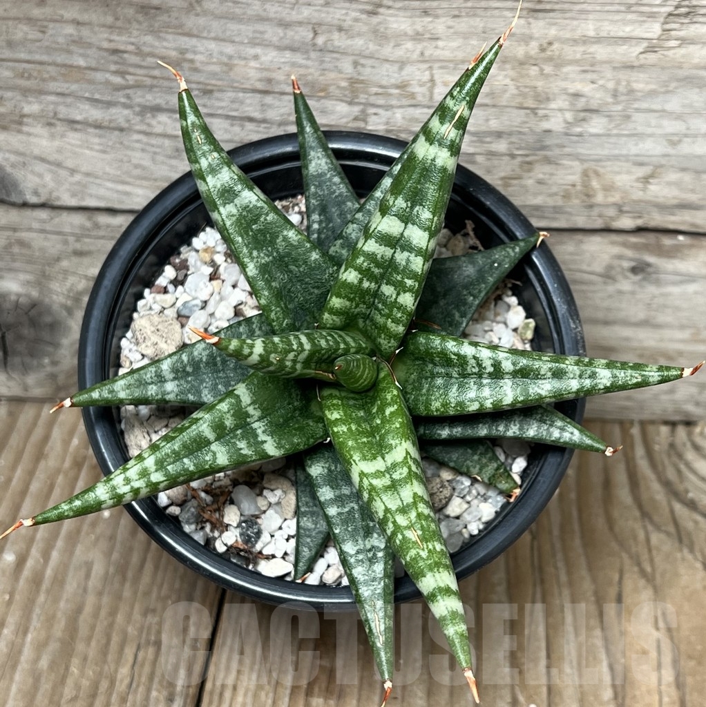 SHPR17292 Sansevieria 'Cordova' x 'Downsii' - Image 2