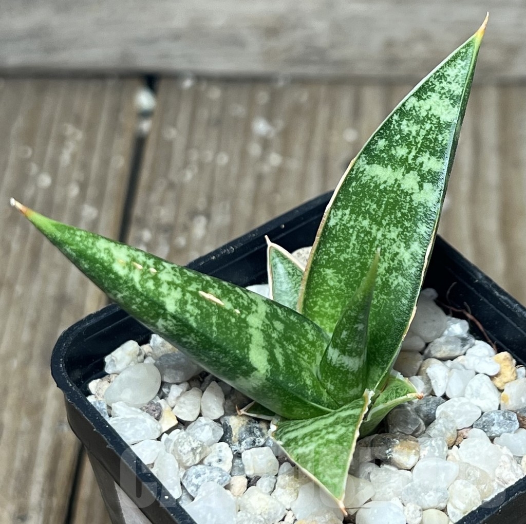 SHPR17293 Sansevieria 'Cordova' x 'Downsii'