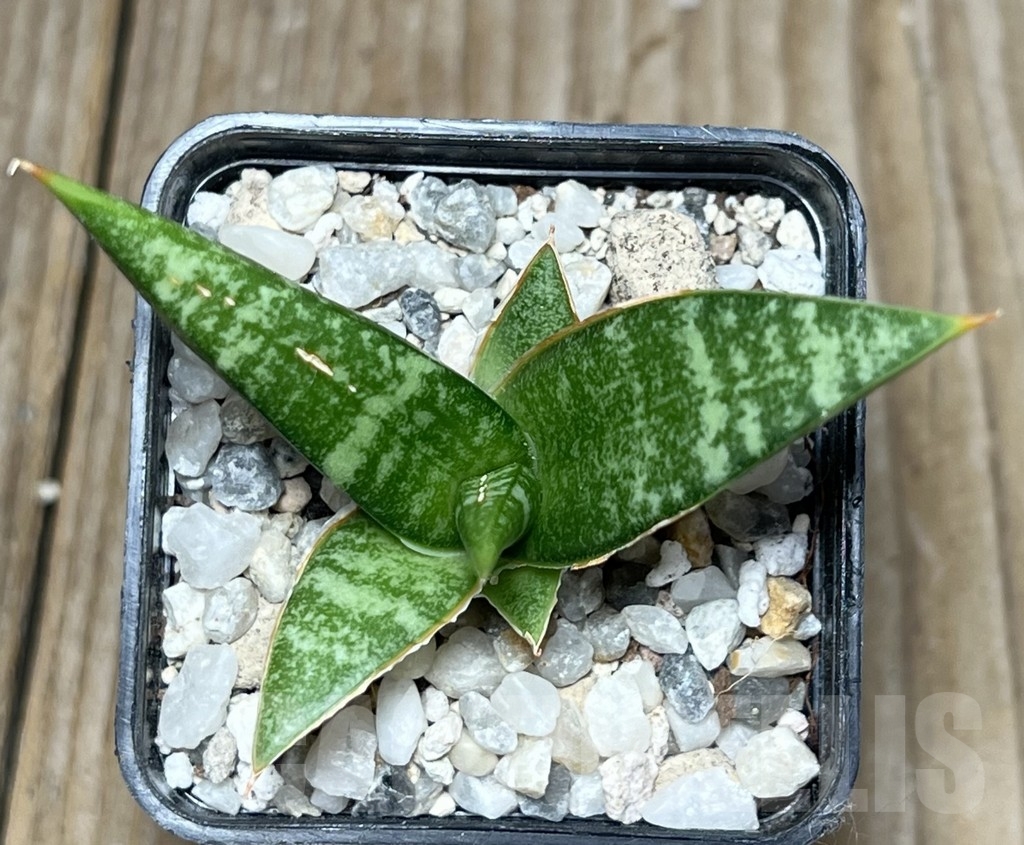 SHPR17293 Sansevieria 'Cordova' x 'Downsii' - Image 2