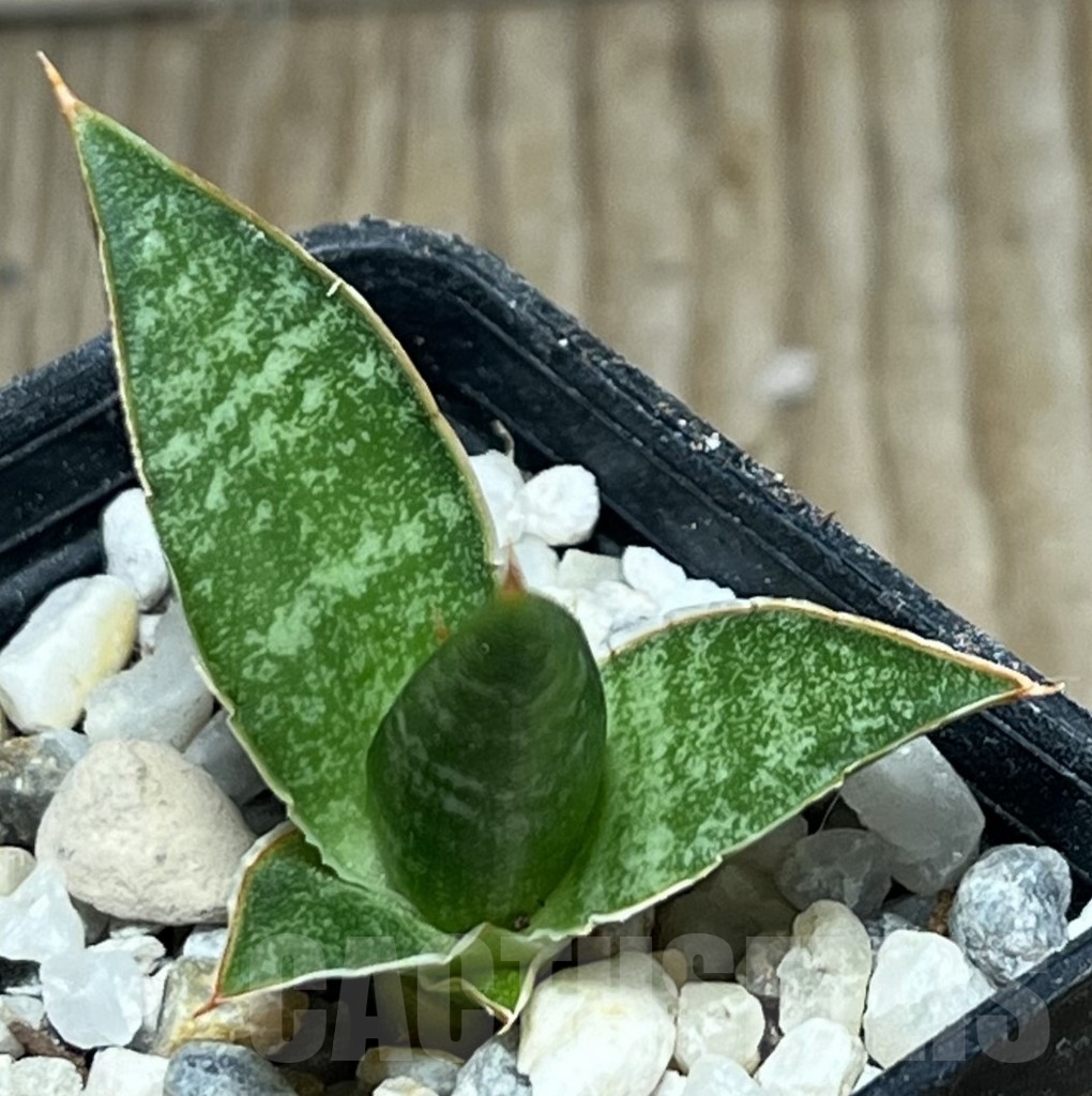 SHPR17294 Sansevieria 'Cordova' x 'Downsii' - Image 2