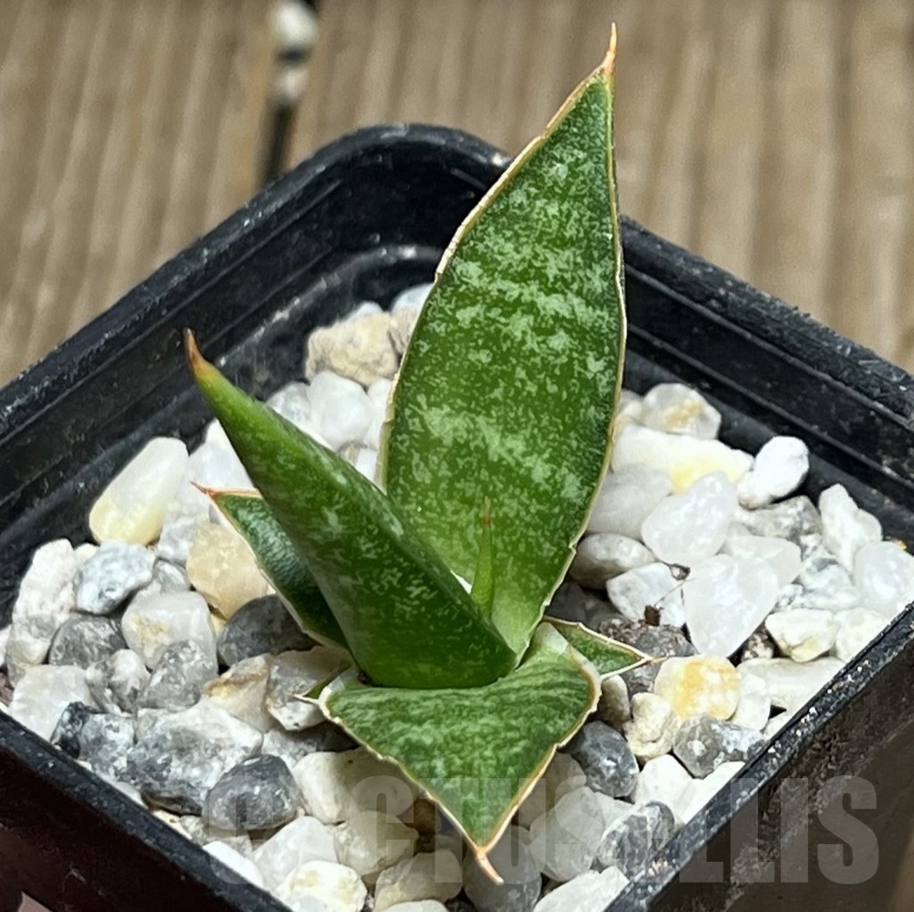 SHPR17294 Sansevieria 'Cordova' x 'Downsii'