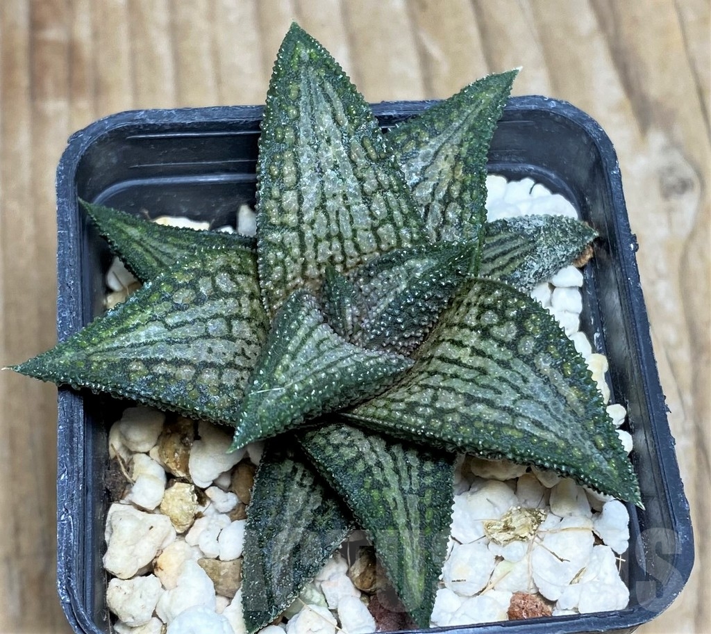 SHPR17369 Haworthia ‘Kintaikyo’ - Image 2