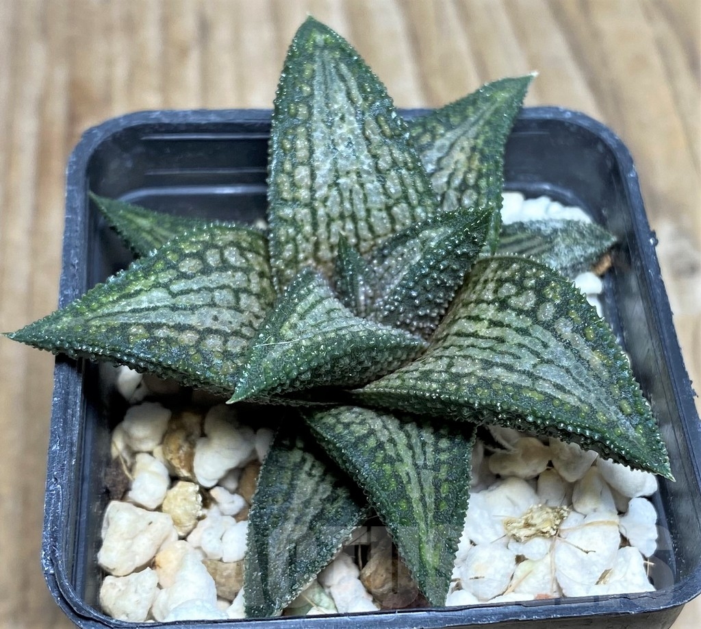 SHPR17369 Haworthia ‘Kintaikyo’ - Image 3