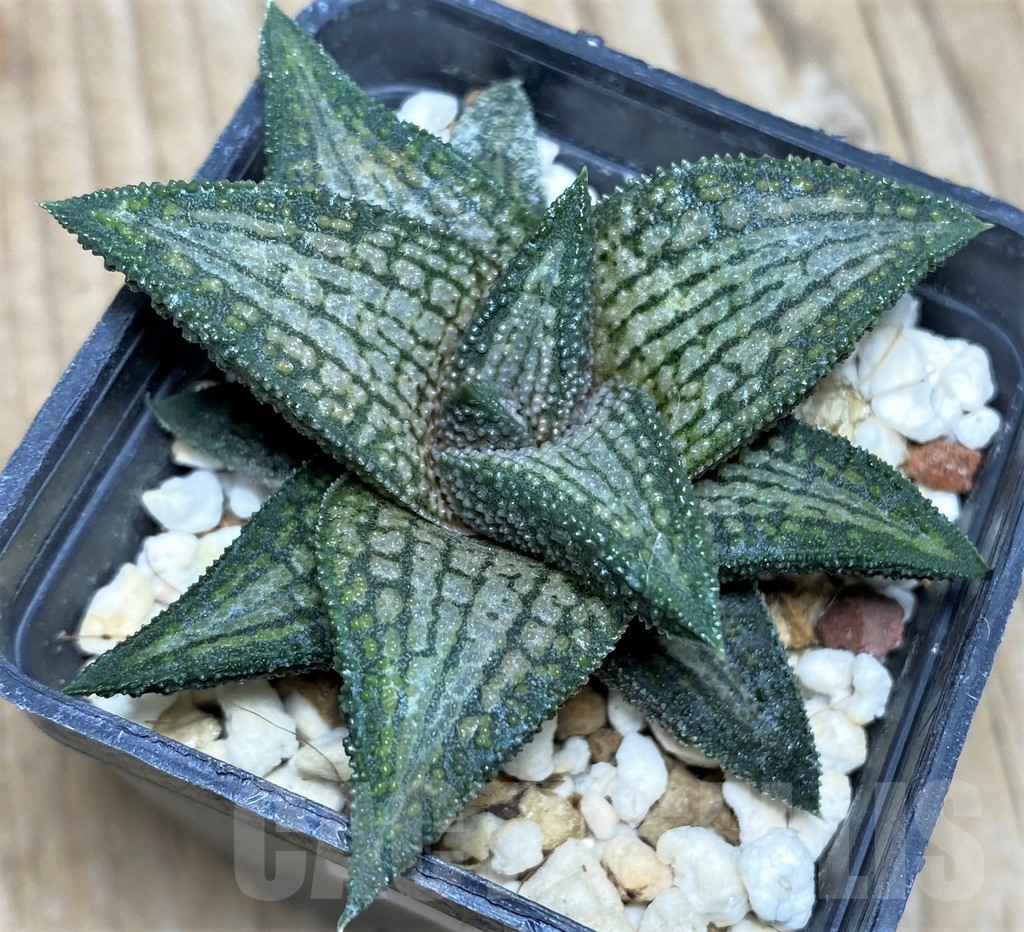 SHPR17369 Haworthia ‘Kintaikyo’