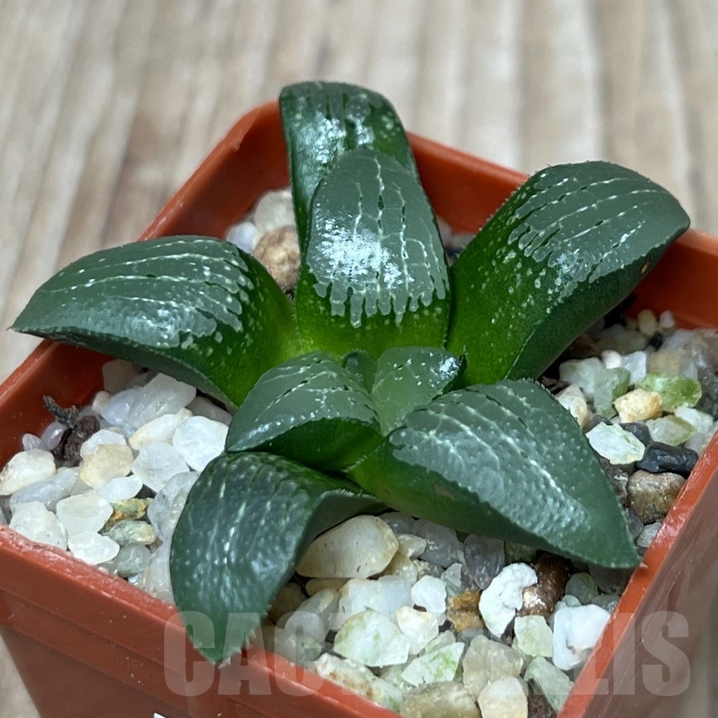 SHPR17300 Haworthia correcta hybrid
