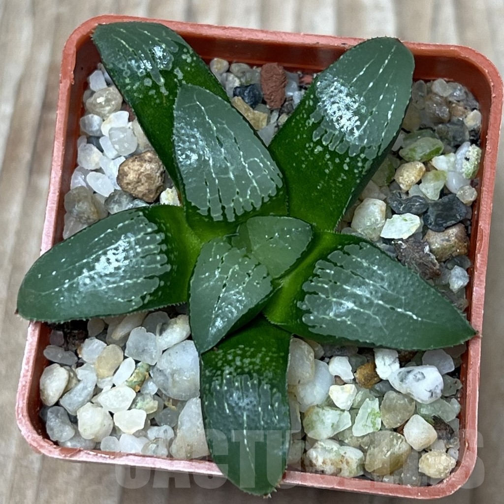 SHPR17300 Haworthia correcta hybrid - Imagen 2